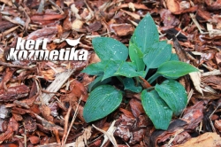 Hamvaskék árnyékliliom (Hosta ssp.) (40)